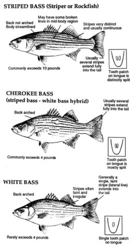 Cabin Rentals Tennessee: Fish 1